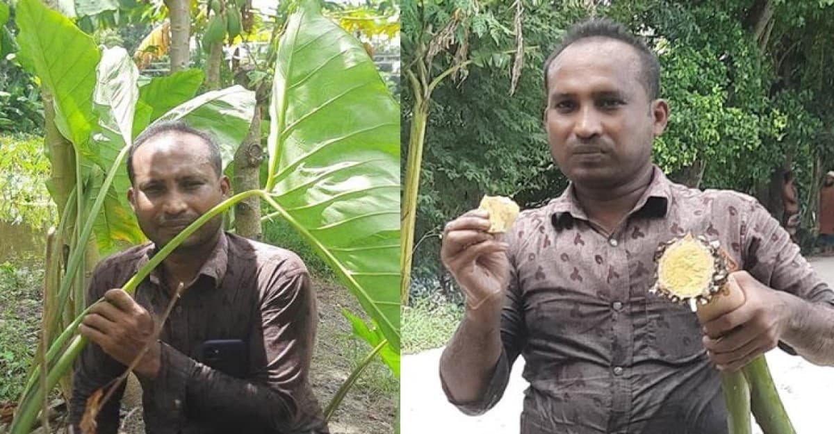 কাঁচাই খাওয়া যায় যে কচু!