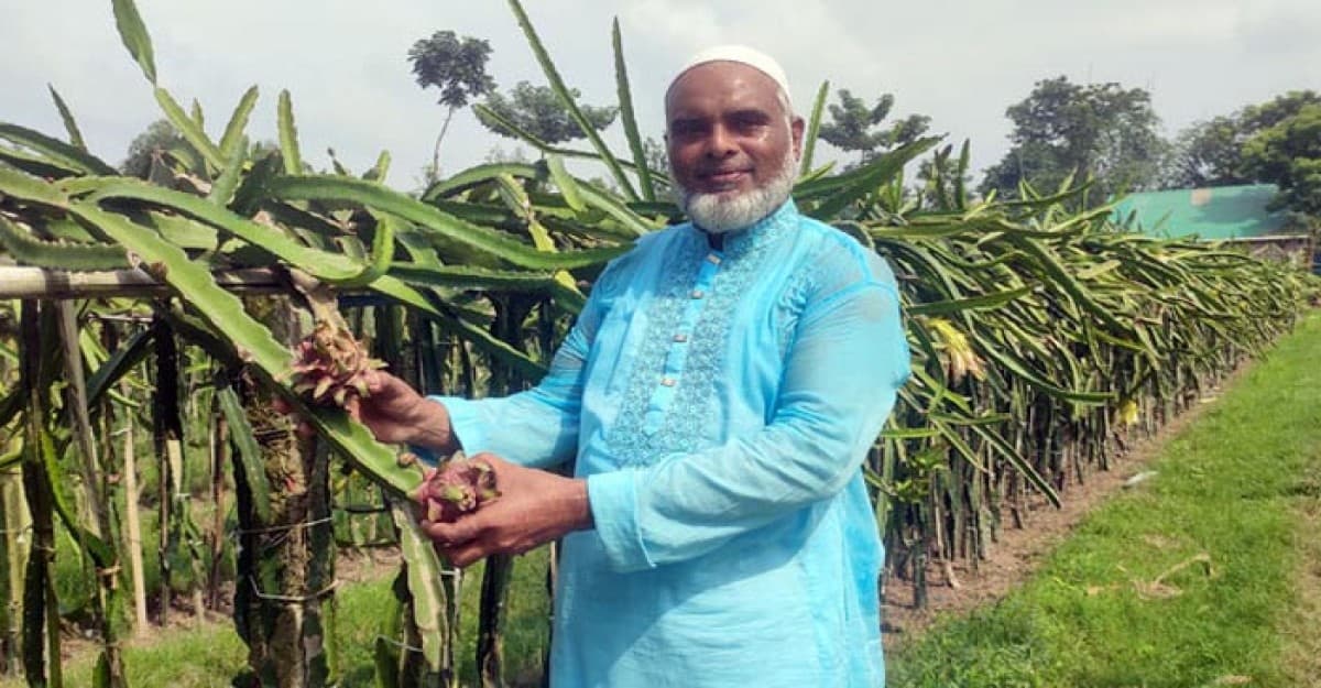 বছরে আয় ৩ লাখ ড্রাগন চাষে সফল খোরশেদ আলম