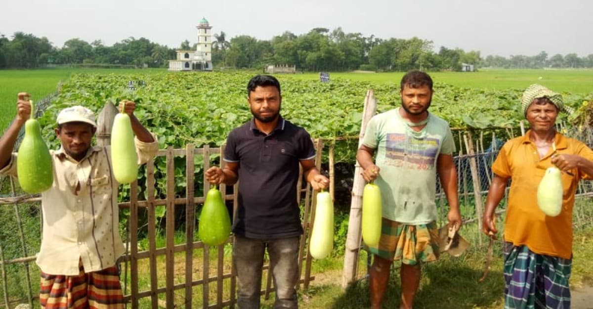 মৌলভীবাজার কমলগঞ্জে মজিদ বক্স লাউ চাষে স্বাবলম্বী