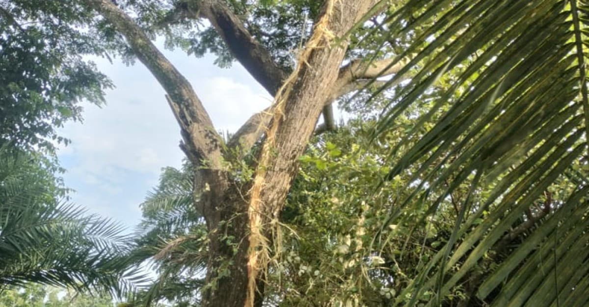 লাকড়ি আনতে গিয়ে বজ্রপাতে শিশুর মৃত্যু