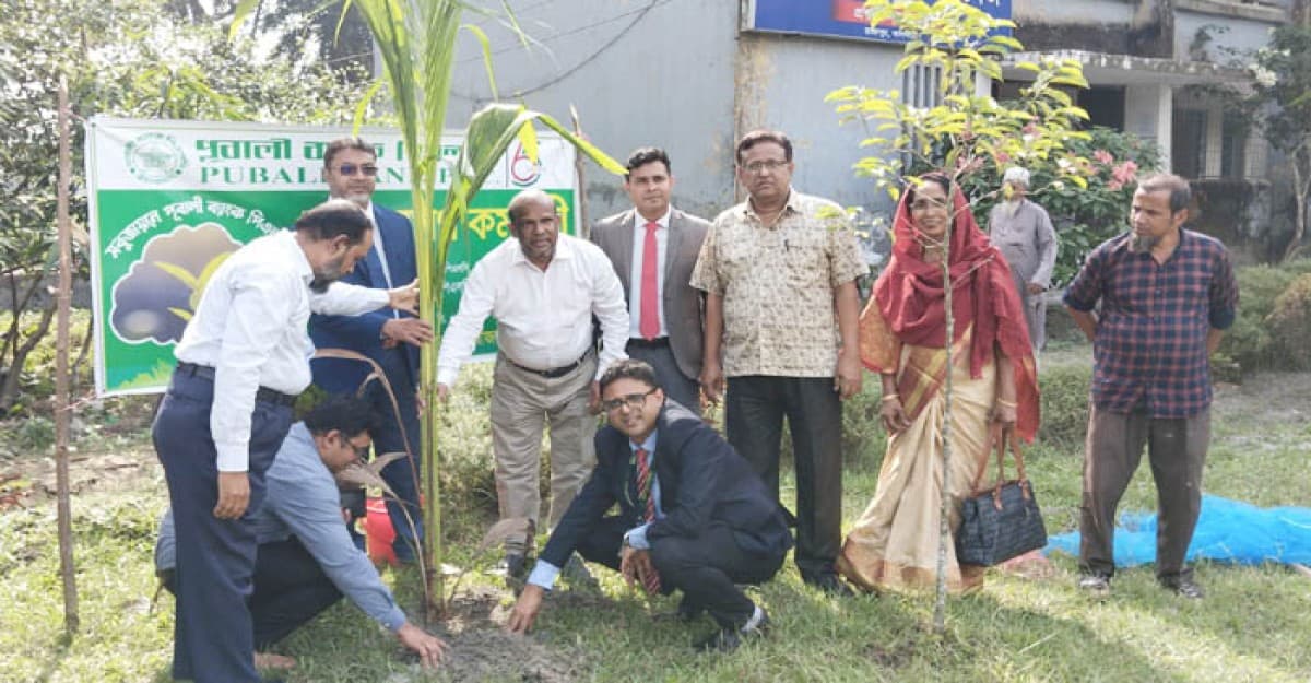 রাজাপুরে পূবালী ব্যাংক পিএলসির বৃক্ষরোপণ
