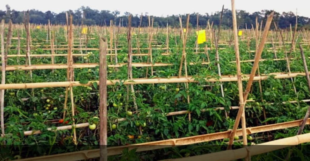 কমলগঞ্জে আগাম টমেটো চাষে সফল আব্দুল মান্নান