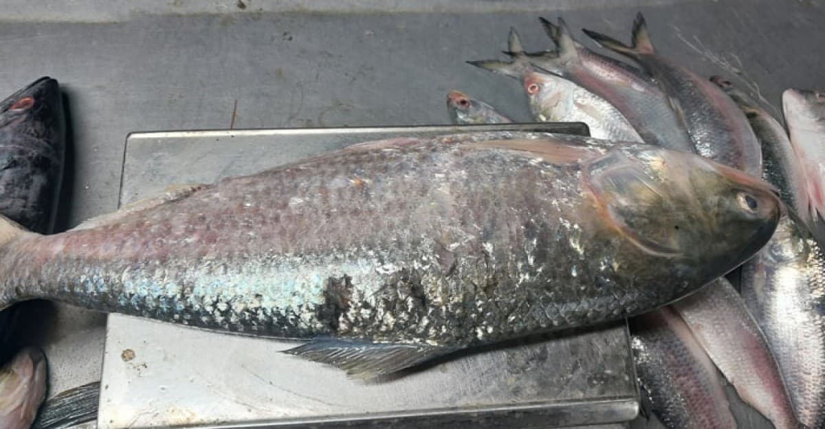 কুয়াকাটার এক ইলিশ অনলাইনে ৬হাজার টাকায় বিক্রি