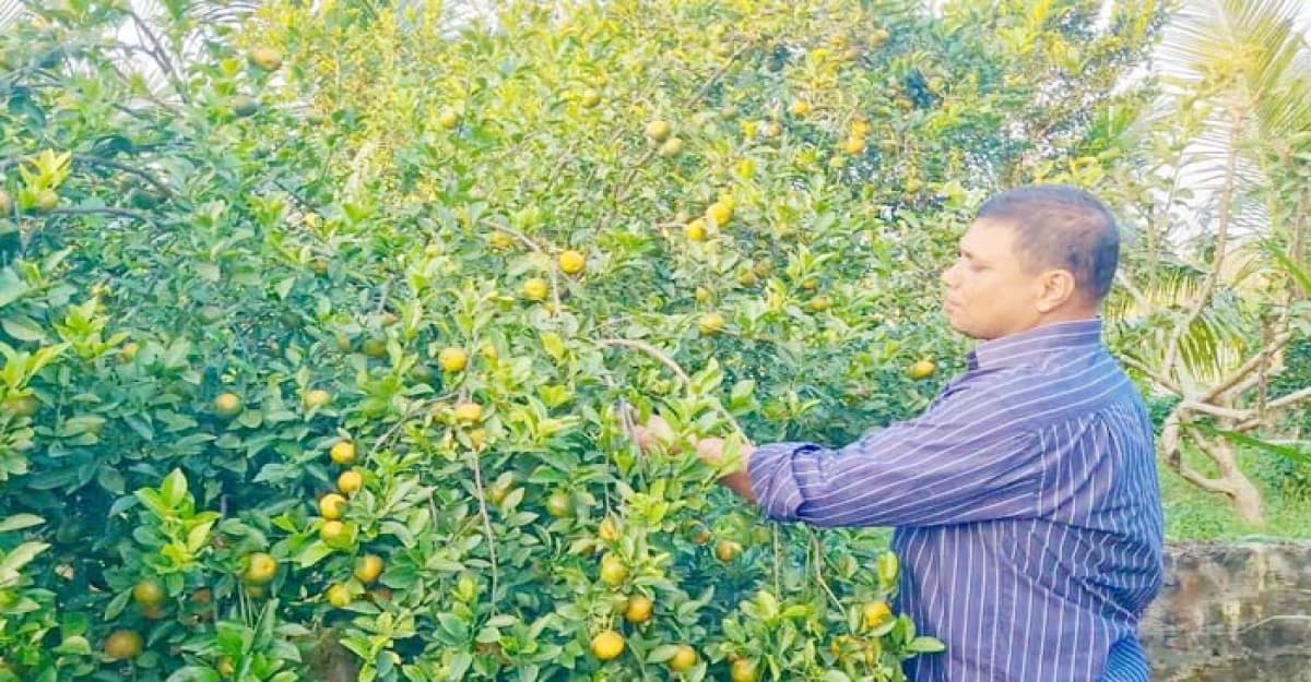 কমলা চাষে সফল কৃষি উদ্যোক্তা মিঠু