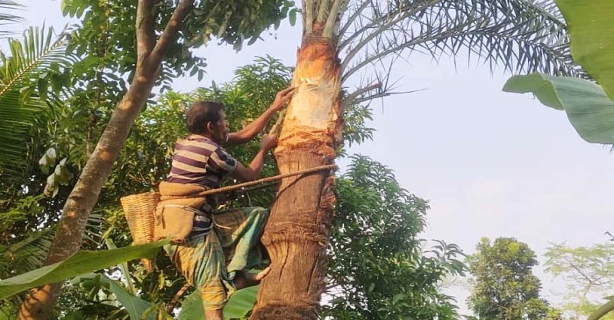 অভয়নগরে খেজুরের গাছ পরিচর্যায় ব্যস্ত গাছিরা