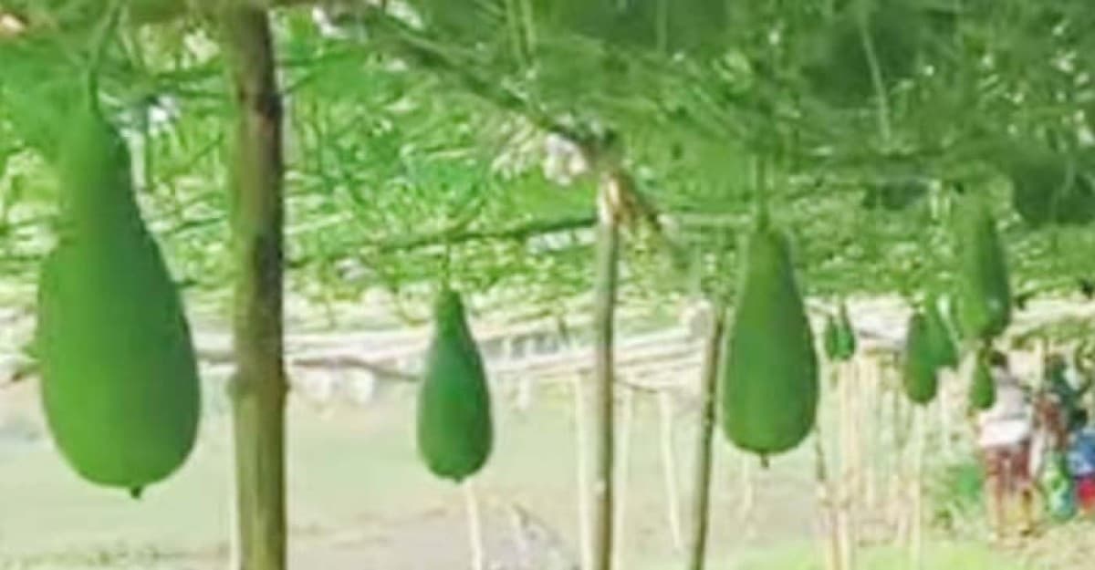 শ্রীনগরে আগাম লাউ চাষে লাভবান কৃষক