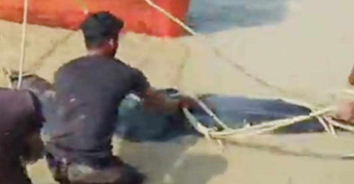 হাতিয়ায় ডুবোচরে দেখা মিলল বিরল আকৃতির তিমি