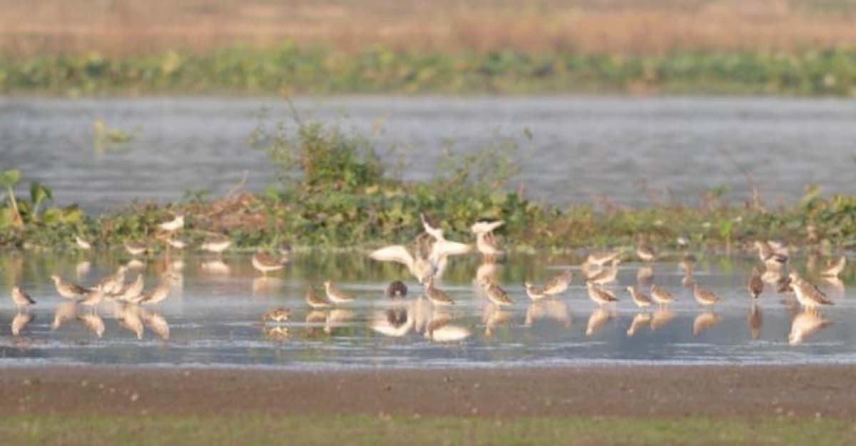 অতিথি পাখিদের নিরাপদ আশ্রয় স্থল উকড়ির বিল