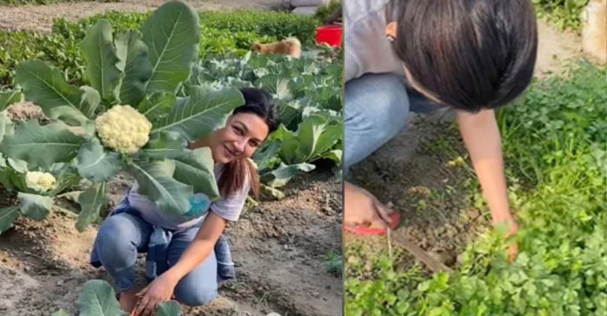 ফুলকপি চাষ করছেন জয়া আহসান