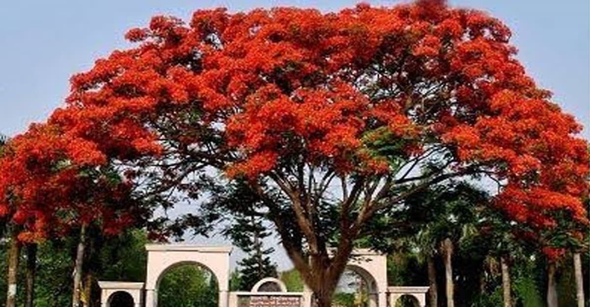 সান্ধ্য আইন বাতিলের দাবি ইবি ছাত্র ইউনিয়নের