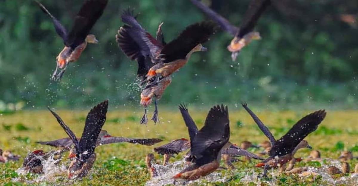 হারিয়ে যাচ্ছে জাবির অতিথি পাখি