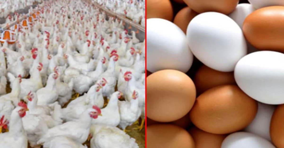 পবিত্র রমজানে রাজধানীর ১০০ পয়েন্টে ন্যায্যমূল্যে ডিম-মুরগি বেচবে বিপিএ