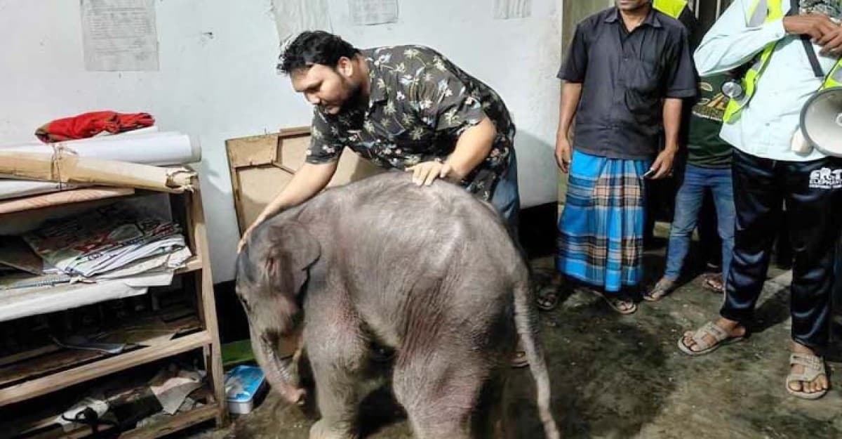 টেকনাফ পাহাড়ে বাচ্চা প্রসবের পর মা হাতির মৃত্যু