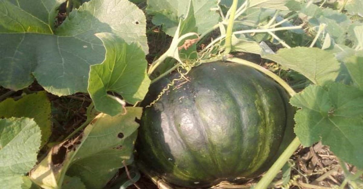 শ্রীনগরে শীত কালীন সবজি চাষে লাভবান কৃষক