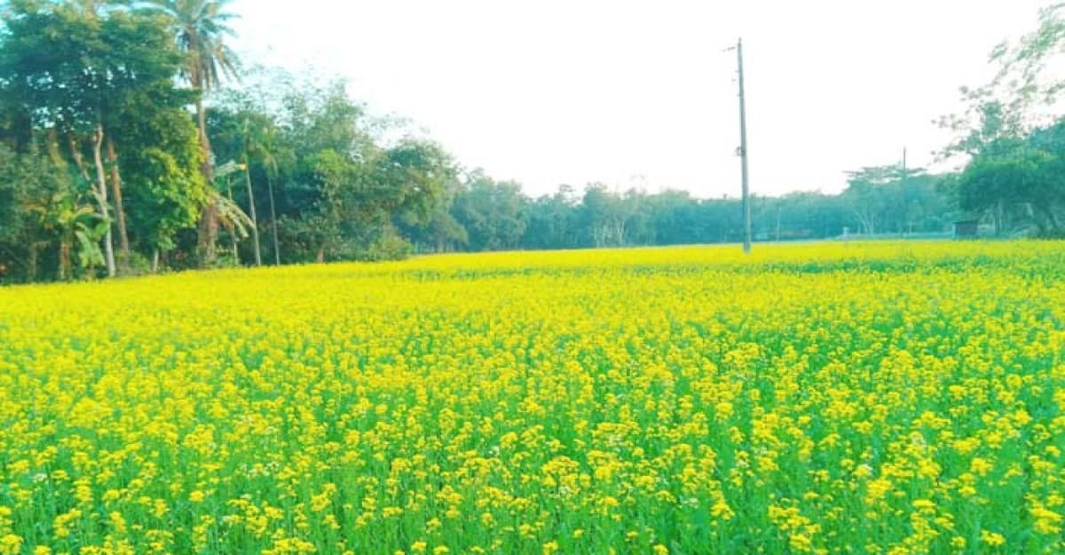 বিনা চাষে সরিষা আবাদে সফলতা