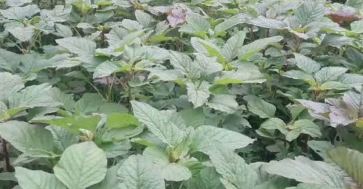 শ্রীনগরে শীতকালীন ডাঁটা চাষে ভাগ্য ফিরছে কৃষকের