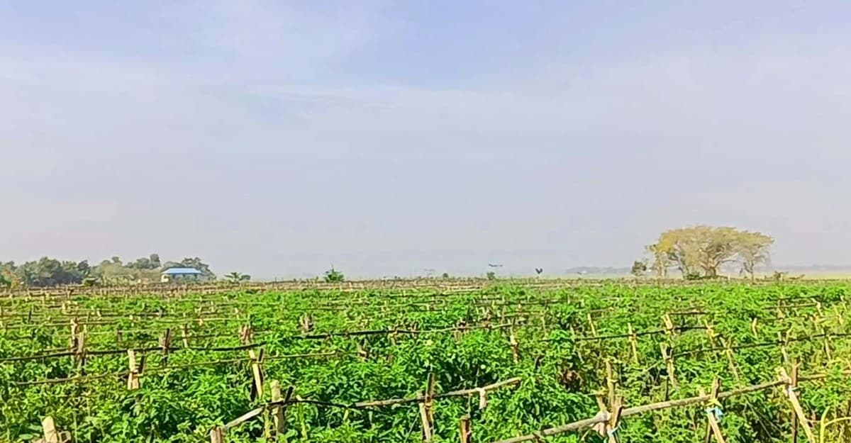 ব্রাক্ষণবাড়িয়ায় টমেটো চাষে ভাগ্যবদল কৃষকের
