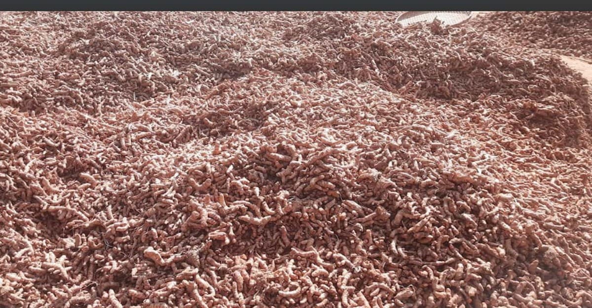 ফুলবাড়িয়ায় হলুদের বাম্পার ফলন