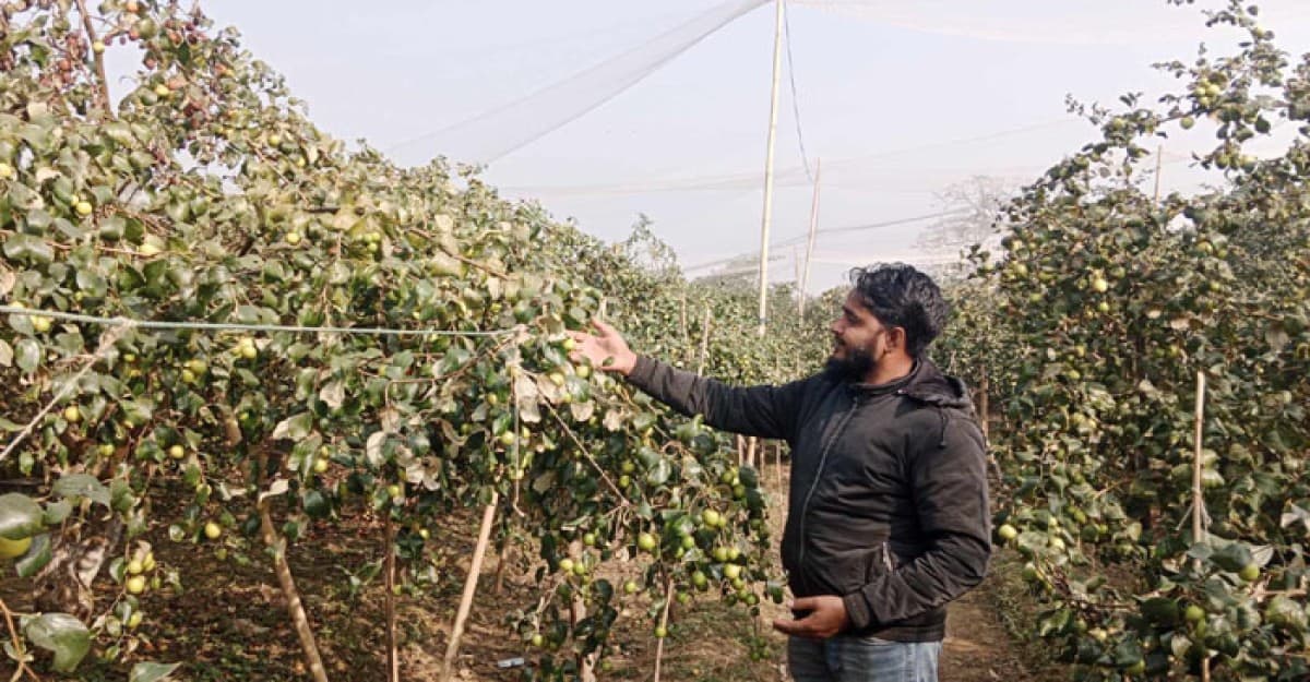 দেশে একমাত্র জাম্বুকুল চাষ করেই সফল আজাদুর রহমান