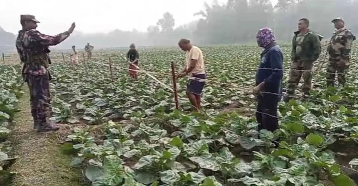 কাঁটাতারের বেড়া ঘিরে আবারও বিএসএফের তৎপরতা