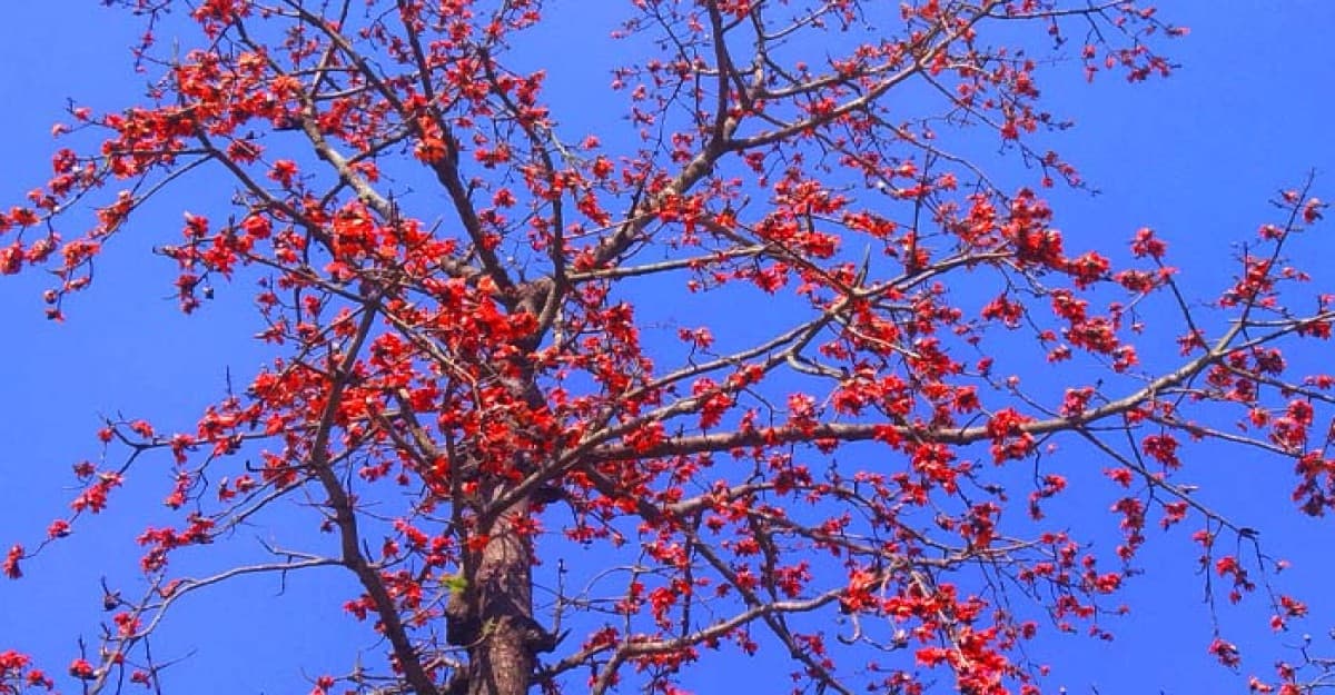 কাউনিয়ায় প্রকৃতি রাঙাচ্ছে বসন্তেরকোকিলের ডাক আর শিমুল ফুলের রং