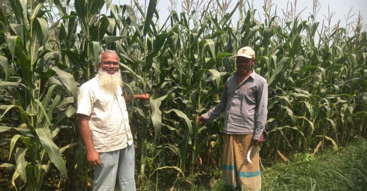 ভুট্টার বাম্পার ফলনের আশায় কৃষকরা