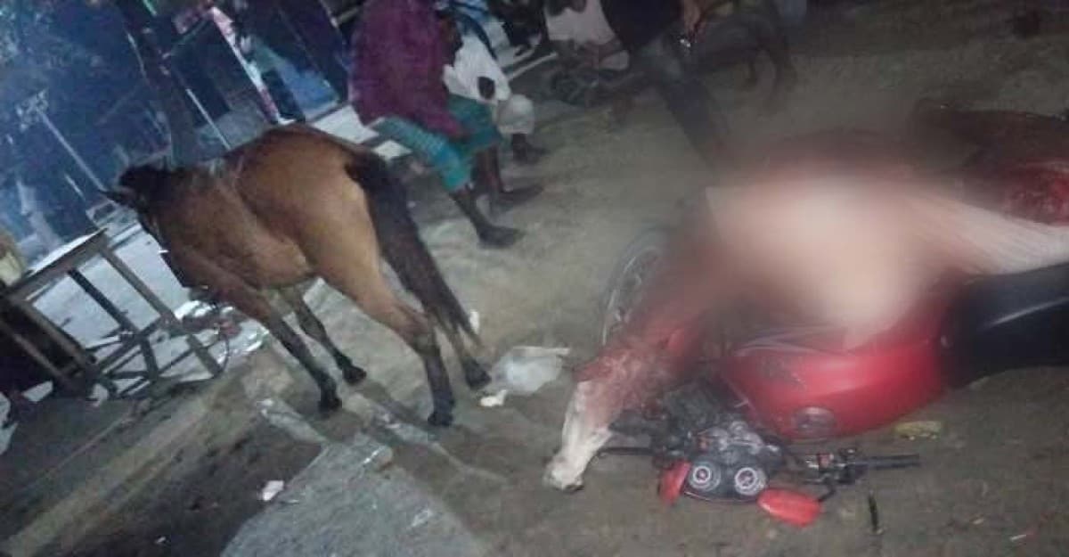 হরিপুরে গর্ভবতী ঘোড়া জবাই, গরুর গোসত বলে চালিয়ে দেওয়ার চেষ্টা কসাইয়ের