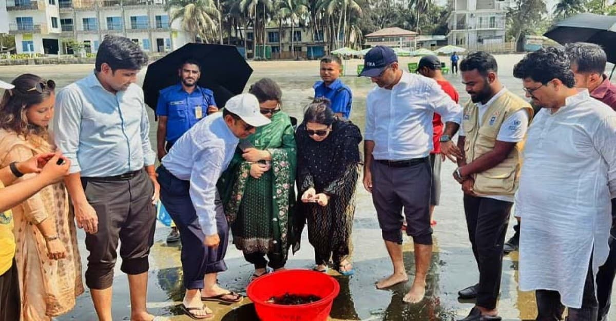 সেন্টমার্টিন সাগরে আরও ৫৪৪টি কাছিম ছানা অবমুক্ত