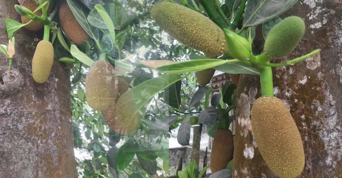 শ্রীনগরে গাছে গাছে কাঁঠালের সমারোহ