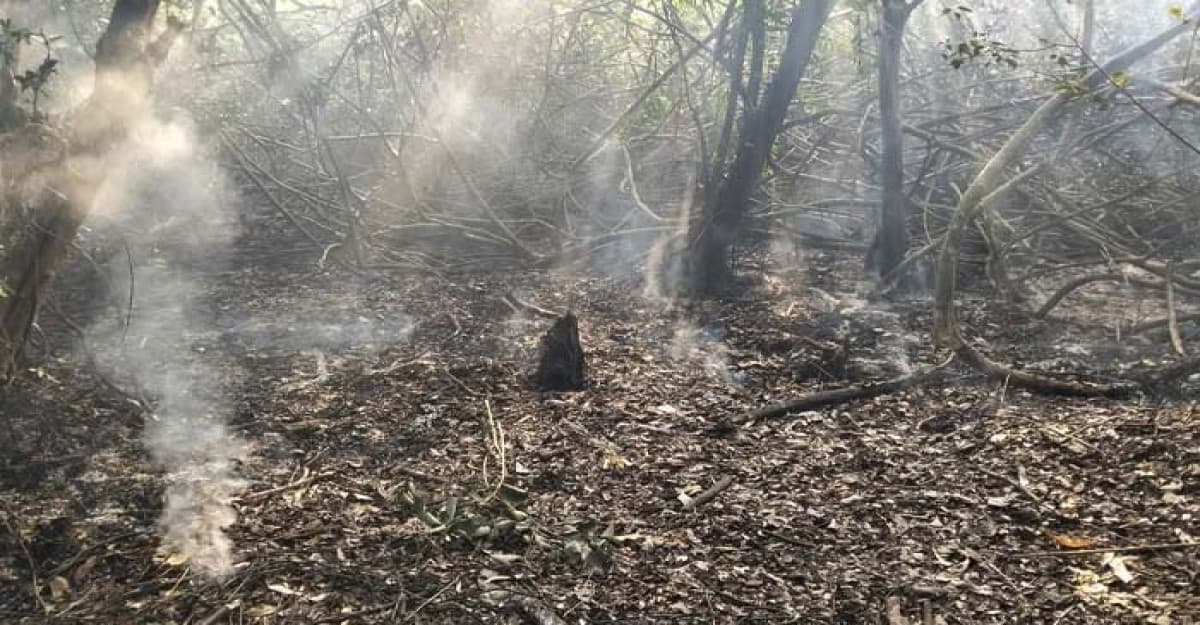 এবার সুন্দরবন ধানসাগর এলাকায় আগুন