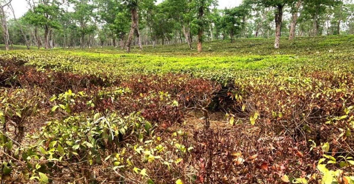 অনা বৃষ্টিতে পুড়ছে চা বাগান, ব্যাহত হচ্ছে উৎপাদন