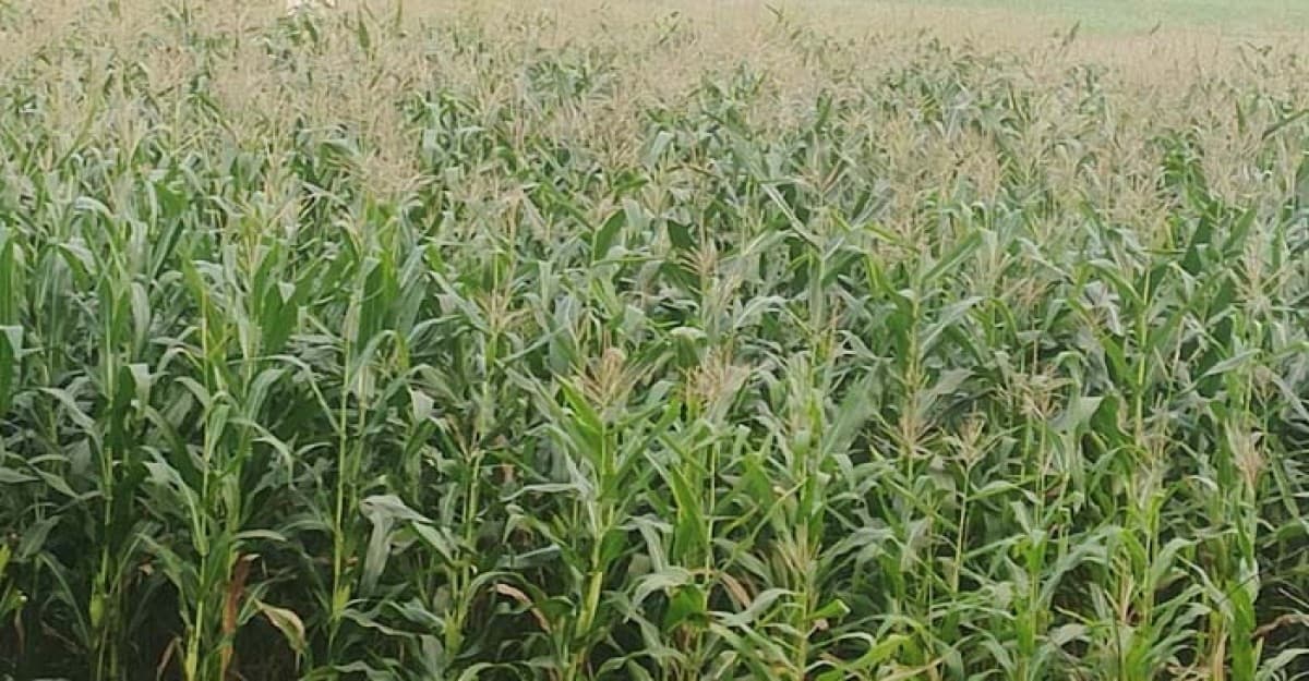 শ্রীনগরে ভুট্টা চাষে আগ্রহ বাড়ছে কৃষকের