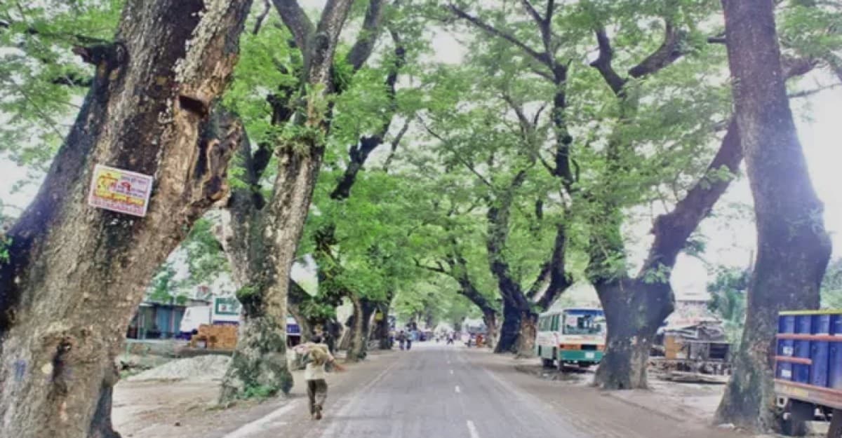 যশোর রোডের শতবর্ষী মৃত ও ঝুঁকিপূর্ণ গাছ কর্তনের সিদ্ধান্ত