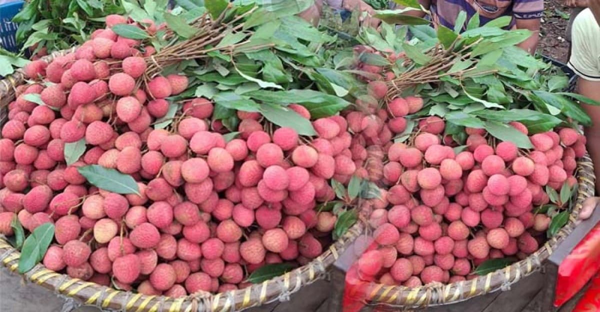 লিচুর রাজধানী খ্যাত ঈশ্বরদীর হাট-বাজারে লিচু উঠতে শুরু করেছে
