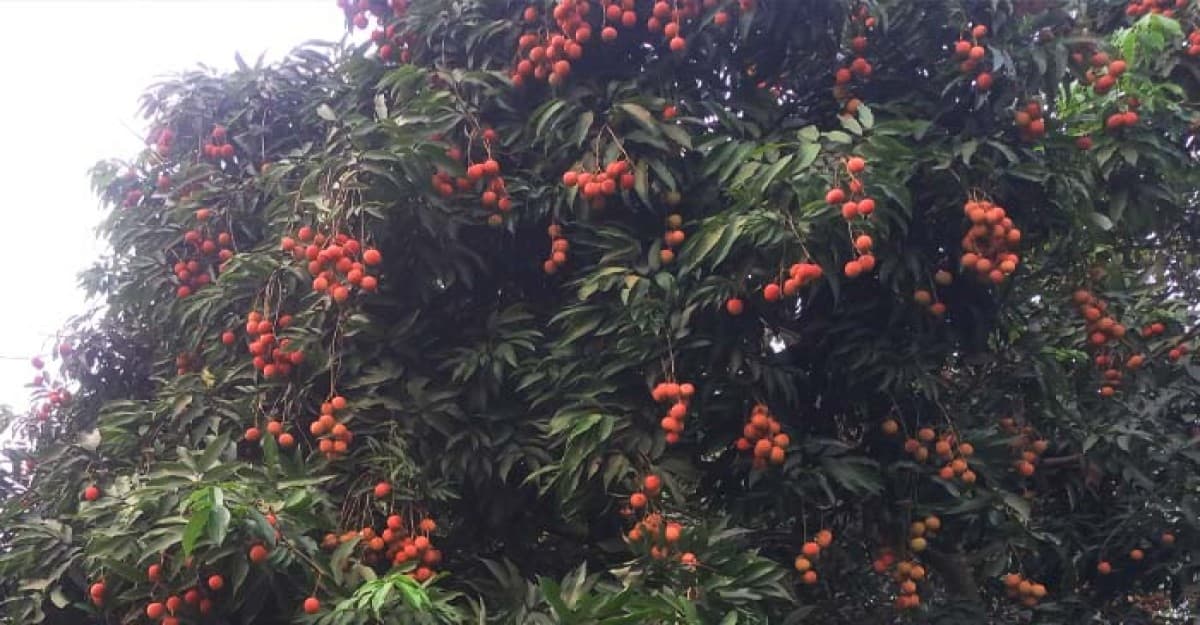 কৃষকের স্বপ্নের ফল ঝুলছে থোকায় থোকায়