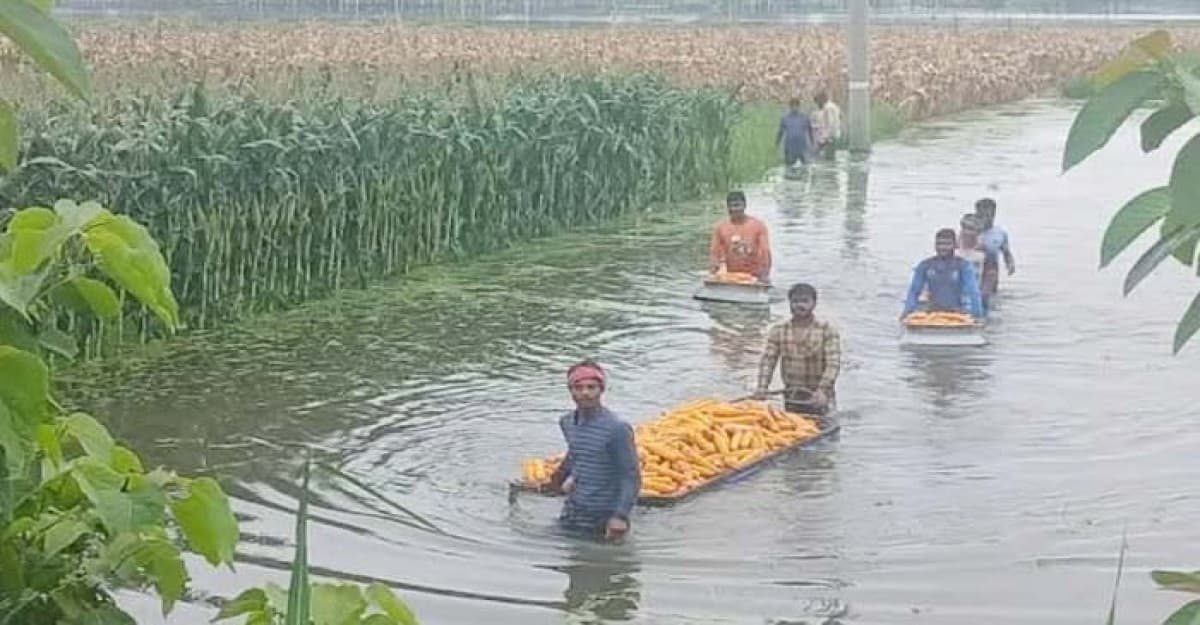 কুড়িগ্রামে তলিয়ে গেছে ৩০০ হেক্টর ফসলি জমি