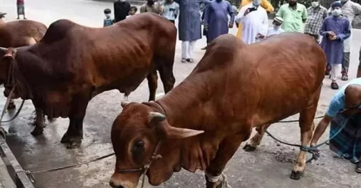 আল্লাহর সন্তুষ্টি লাভের আশায় পাড়া-মহল্লায় চলছে পশু কোরবানি