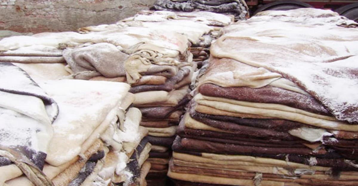 হতাশ চামড়া ব্যবসায়ীরা, মানা হয়নি সরকারের বেঁধে দেওয়া দাম