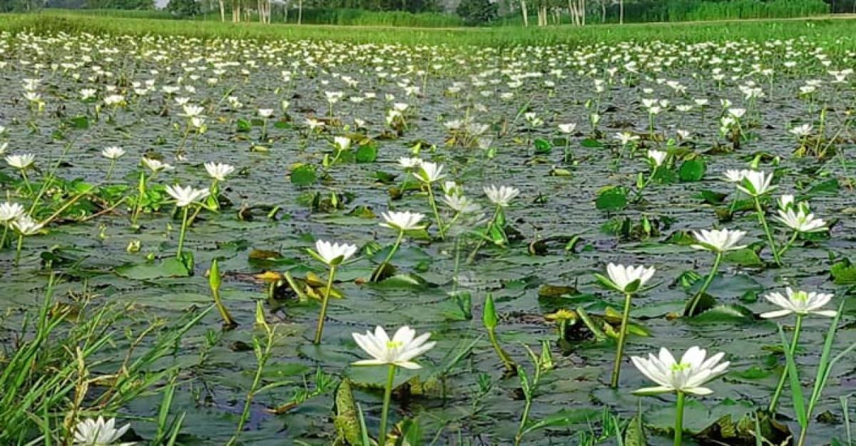 প্রকৃতির আঁচলে শাপলার হাসি, নীলফামারীর এক নিঝুম সৌন্দর্য
