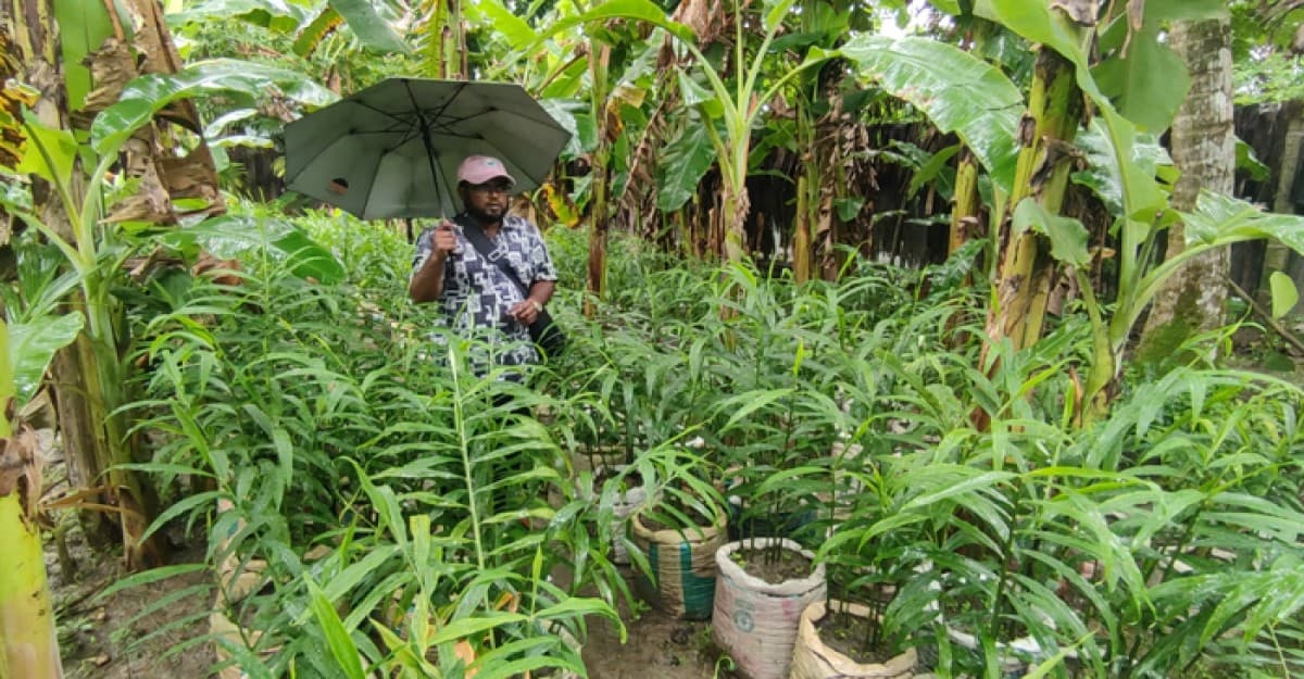 শরণখোলায় বস্তায় আদা চাষে কৃষকের মুখে হাসি