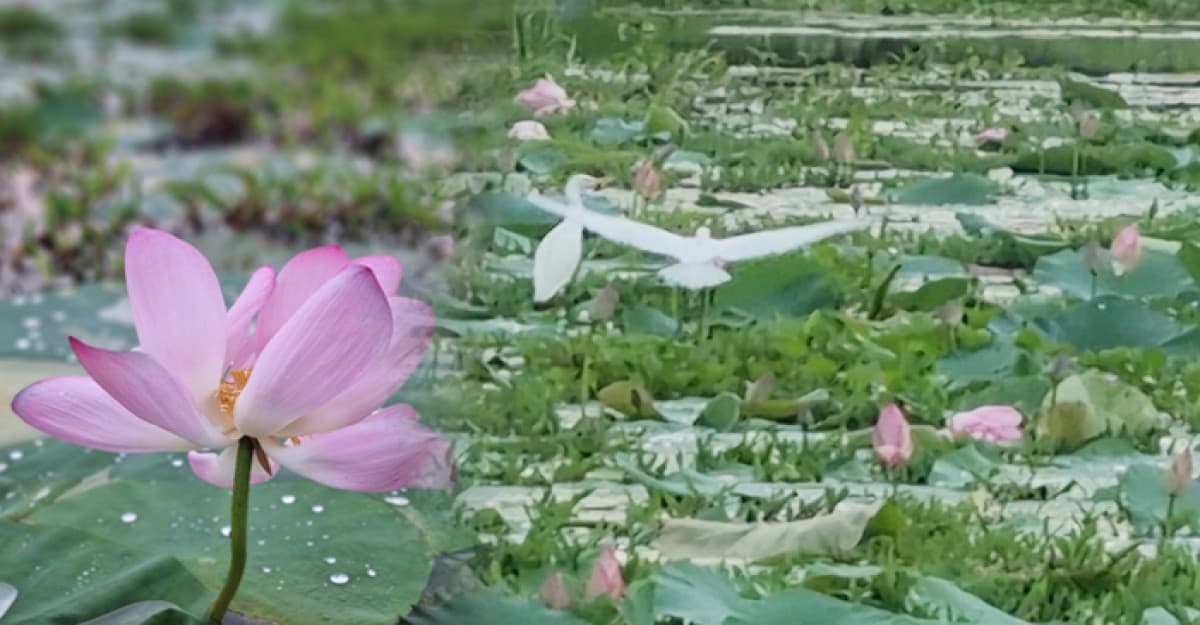 কিশোরগঞ্জে পদ্ম ফুলের বিল প্রকৃতি প্রেমিকদের মন ভরাচ্ছে