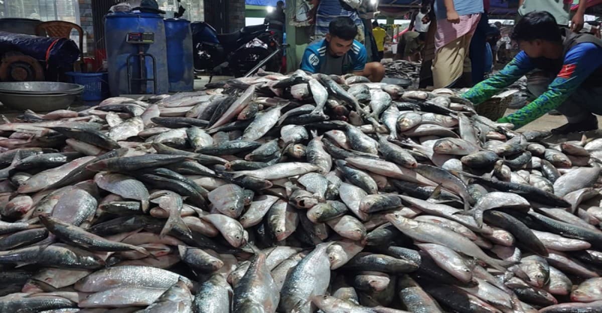সাগরে ধরা পড়ছে রূপালি ইলিশ, দাম কমছে পাইকারি বাজারে