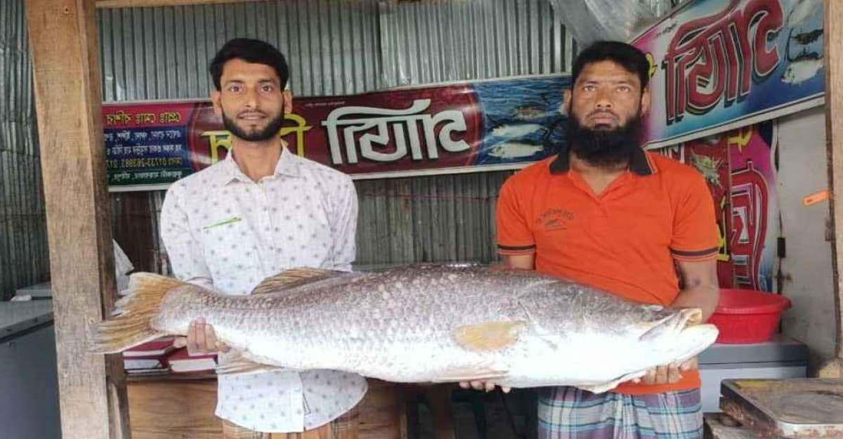 ২৪ কেজি কোরাল মাছ বিক্রি ৩৬ হাজার টাকায়