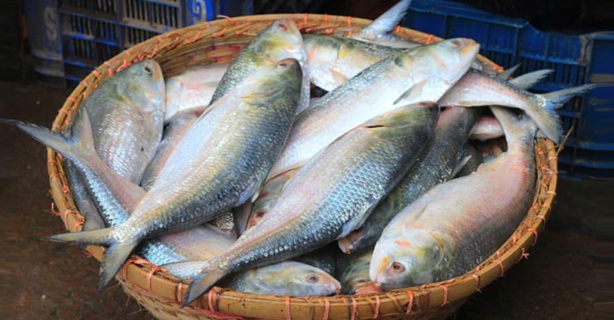 মাছের রাজা ইলিশের উপকারিতা এবং পুষ্টিগুণ জেনে নিন