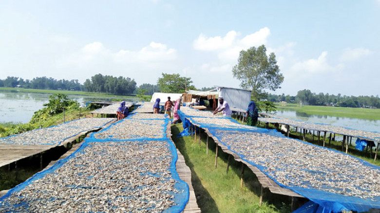 সিরাজগঞ্জের চলনবিলের মিঠা পানির শুঁটকি যাচ্ছে দেশ-বিদেশে