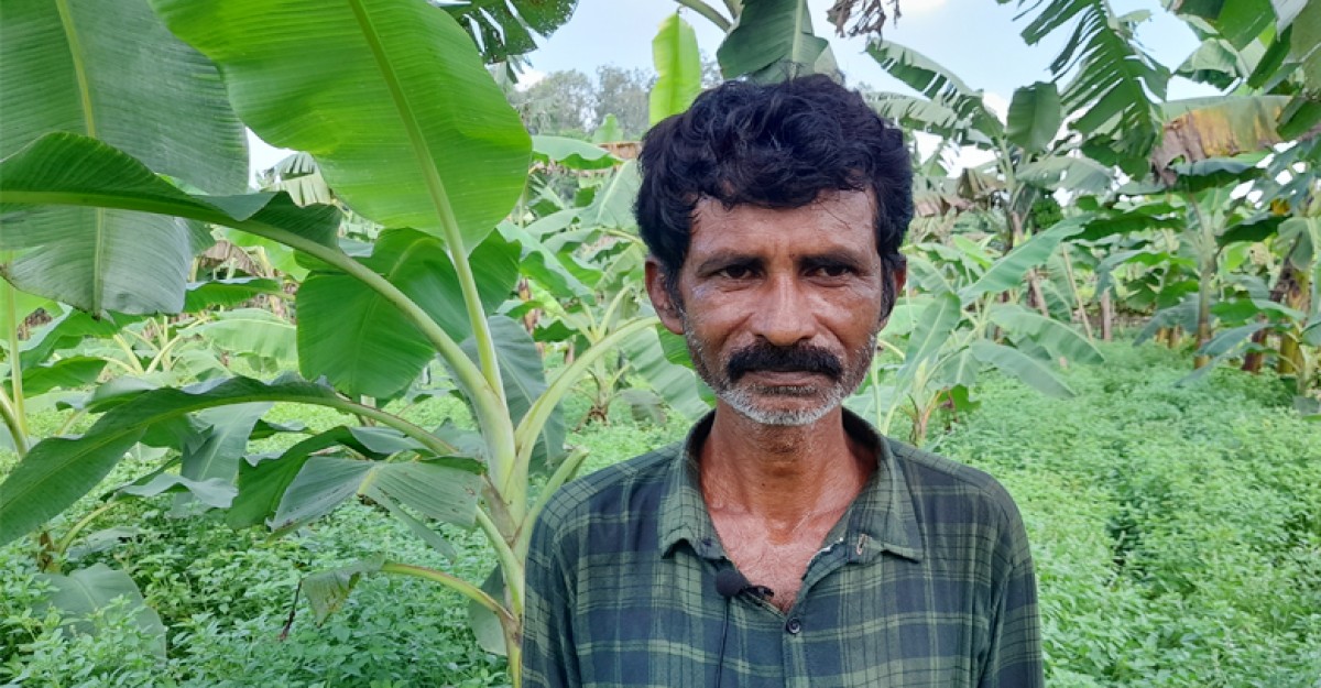 তুলশি চাষ করে লাভবান সাজু মিয়া