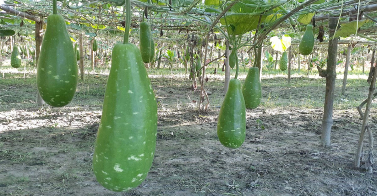 ফুলবাড়ীতে গ্রীষ্মকালীন লাউয়ের বাম্পার ফলন