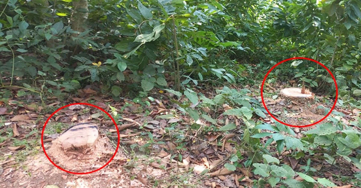 বনবিভাগের শতাধিক গাছ কেটে নিল বনখেকুরা