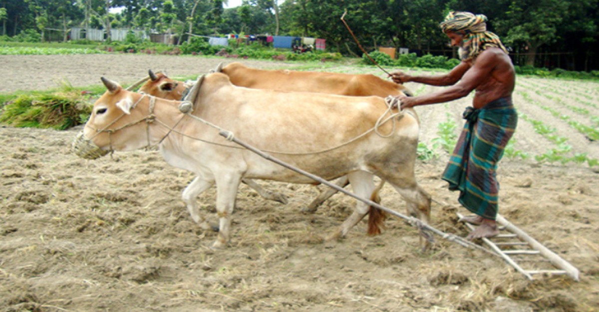 আধুনিকতার ছোঁয়ায় গরু-লাঙলের চাষ বিলুপ্ত, এখন শুধু স্মৃতি
