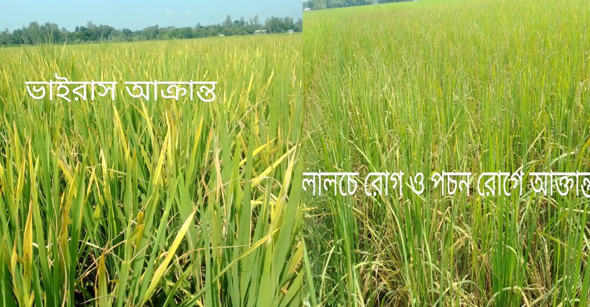 বজরা হলদিয়ায় বেশ কিছু জমিতে ভাইরাস দেখা দিয়েছে
